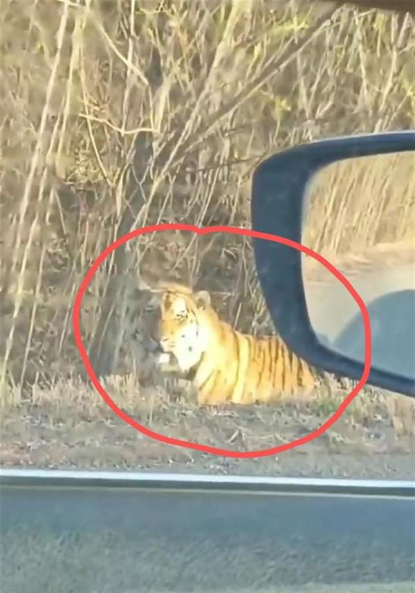 Jilin man came across the Northeast Tiger sunbathing by car. Villager: It often strolls nearby.