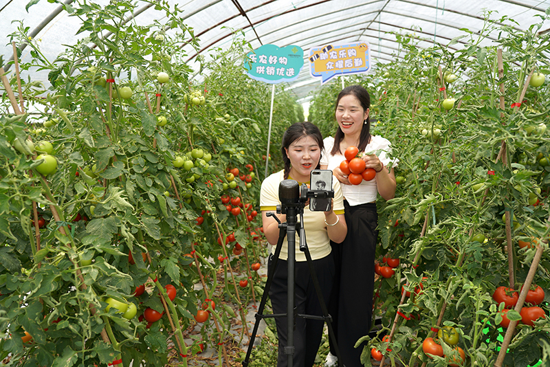 On June 4th, 2023, in Zhenshan Village, Hongqiao Town, Yueqing City, Wenzhou City, Zhejiang Province, "Nongchuangke" conducted a live broadcast promotion of "Le Nong Hao Wu, Supply and Marketing Optimization" in the tomato planting greenhouse.