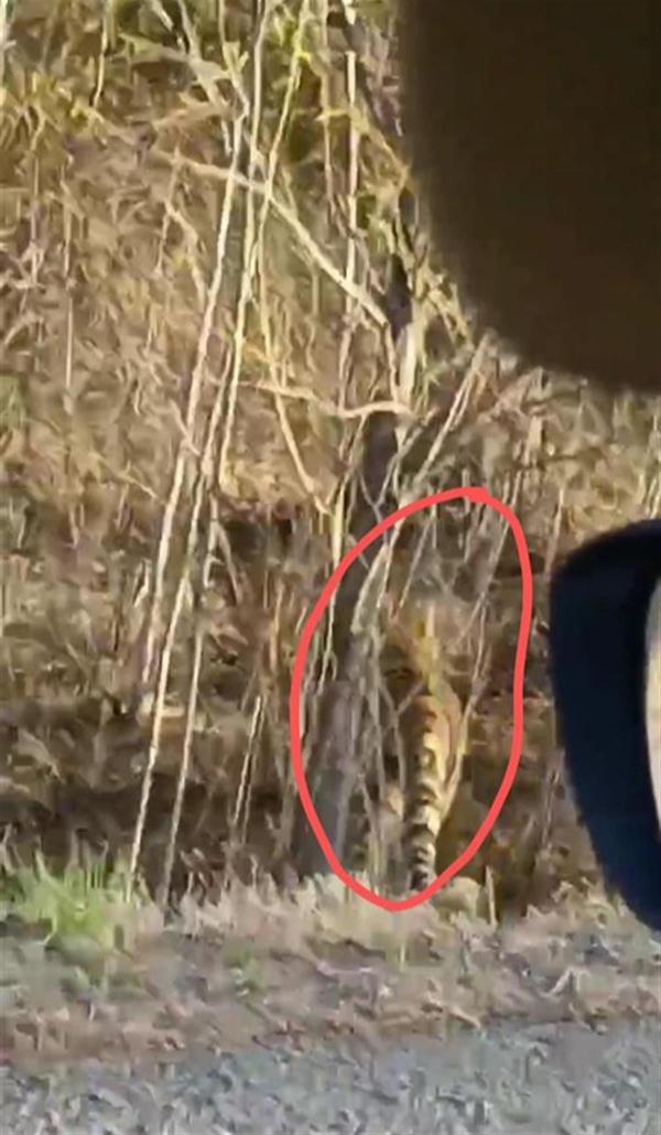 Jilin man came across the Northeast Tiger sunbathing by car. Villager: It often strolls nearby.